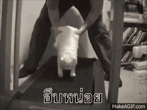 อ มแมว gif carry