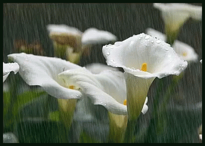 Raining Flower GIFs | Tenor