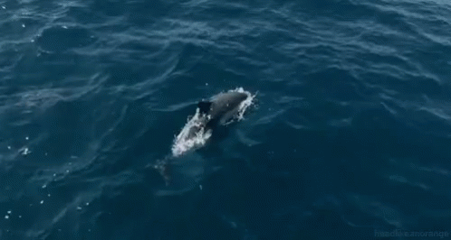 dolphin from http headlikeanorange