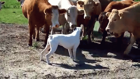 Image result for dogs cattle gif
