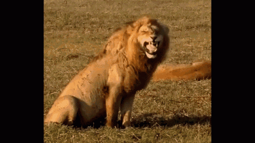 lol gif lion roar roaring discover share gifs