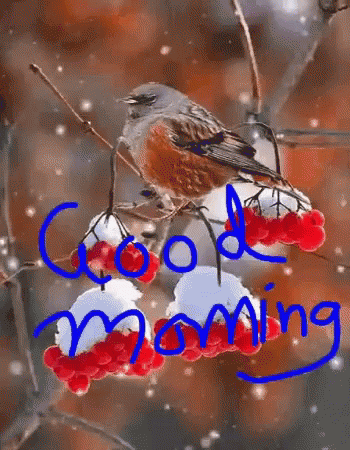 bird good gif bird good morning discover share gifs