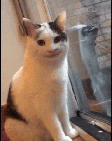 now loading gif cat