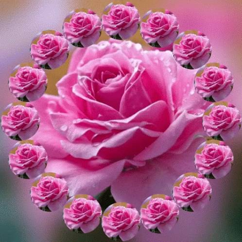 Roses Pink Roses GIF - Roses PinkRoses Flowers - Discover & Share GIFs