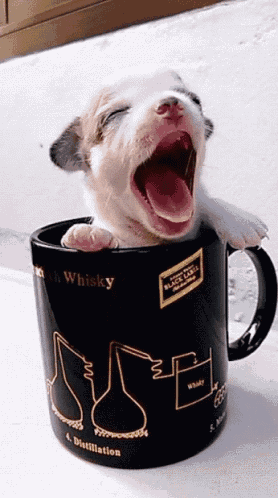 Teacup Puppy GIF - Teacup Puppy Yawning - Discover & Share  