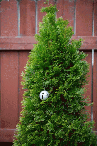 christmas tree transparent gifs tenor christmas lights transparent