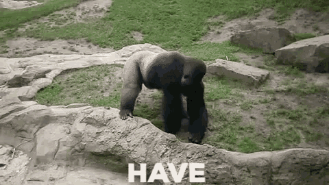 Gorilla Poo GIF - Gorilla Poo Throws - Discover & Share GIFs