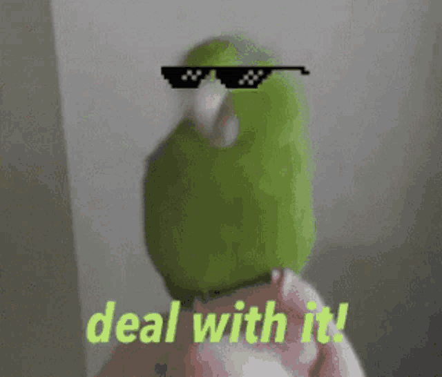 Im AParrot So Deal With It GIF - ImAParrotSoDealWithIt GIFs