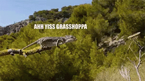 pic Grashopper Gif young grasshopper gifs tenor