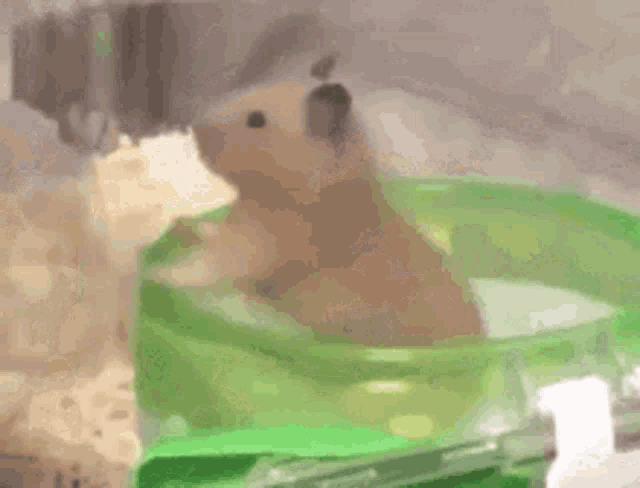 Hamster Spinning GIF - Hamster Spinning Rotating - Descubre & Comparte GIFs