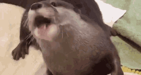 Animals Otter Gif Animals Otter Love Discover Share Gifs