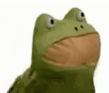Boi Frog GIF - Boi Frog Pepe - Discover & Share GIFs