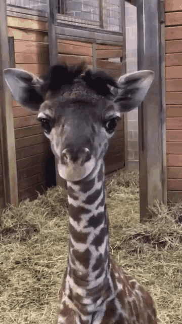 Giraffe Tongue Out GIF - Giraffe TongueOut - Discover & Share GIFs