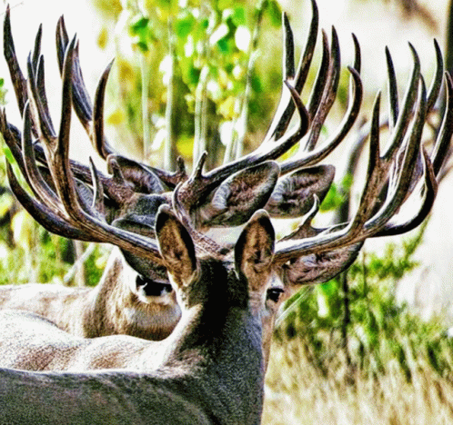 Deer Big Horns GIF - Deer BigHorns - Discover & Share GIFs