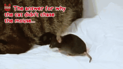Mouse And Cat F Gif Cat Mouse Friends Discover Share Gifs