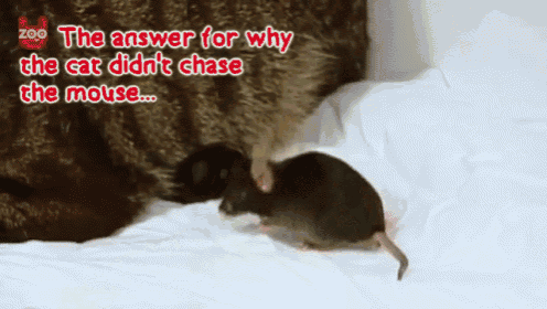 Mouse And Cat F Gif Cat Mouse Friends Discover Share Gifs Mouse And Cat F Gif Cat Mouse Friends Discover Share Gifs