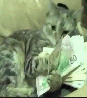 Cat Coin Check! Tenor