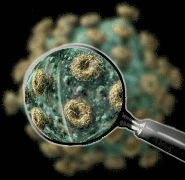 Hasil gambar untuk gambar virus corona di zoom