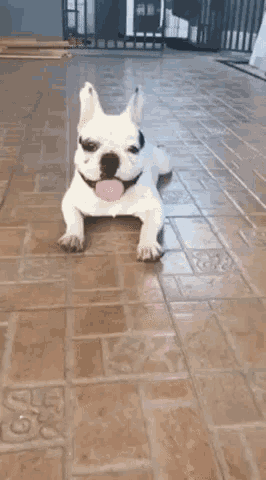 thoughts of dog gif thoughts of dog gif