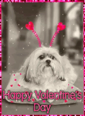 Happy Valentines Day Dog Gif Happyvalentinesday Dog Discover Share Gifs