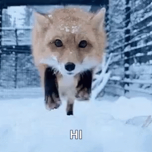 fox in the stable gay xxx gifs