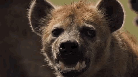 Hyena Animal GIF - Hyena Animal Hungry - Discover & Share GIFs