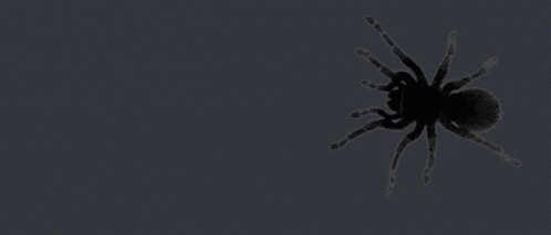 Spider Spidey GIF - Spider Spidey Creepy - Discover & Share GIFs