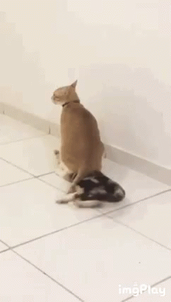 Funny Animals Cat GIF - FunnyAnimals Cat Bye - Discover & Share GIFs