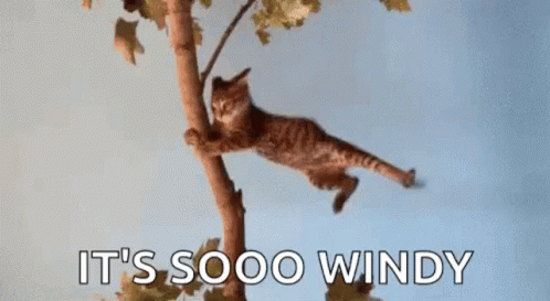 Cat Wind GIF - Cat Wind Blow - Discover & Share GIFs