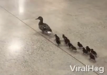 Image result for momma duck gif
