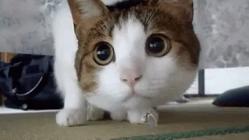 Cat Looking GIF - Cat Looking Back GIFs