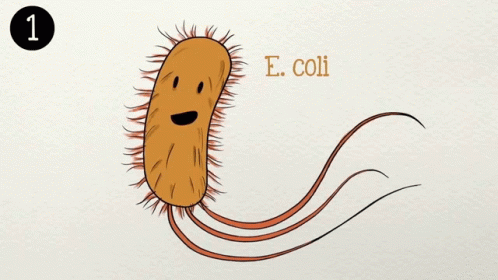 Ecoli Bacteria GIF - Ecoli Bacteria Enfermedad - Discover & Share GIFs