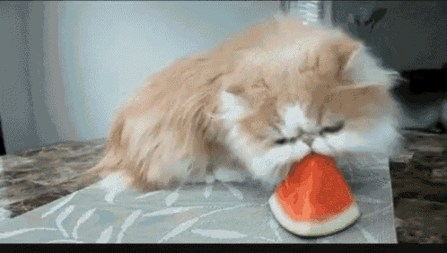 cat eating gif cat
