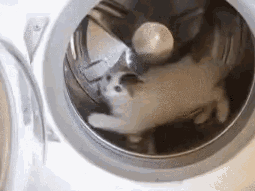 洗濯機 猫 ぐるぐる 可愛い動物 Gif Laundrymachine Cat Discover Share Gifs