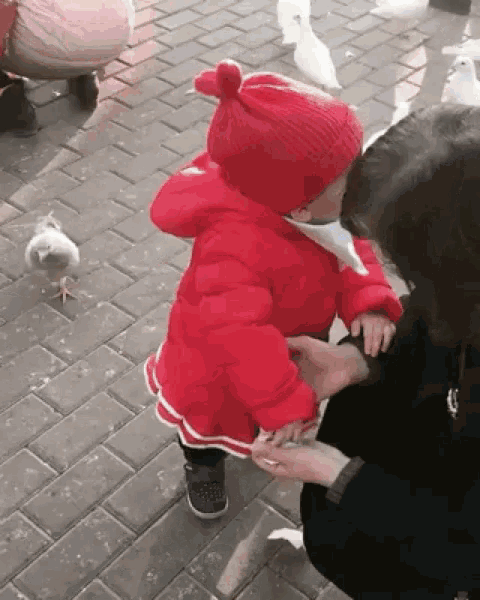 child pigeon gif child
