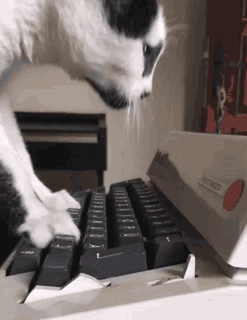 animal typing fast gif
