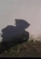 jumping shadow gif jumping