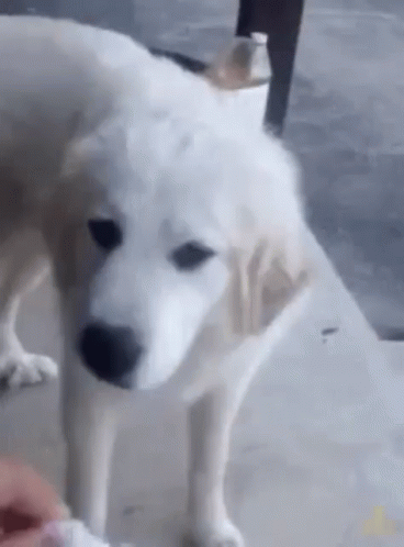 Disgusted Dog GIF - Disgusted Dog 