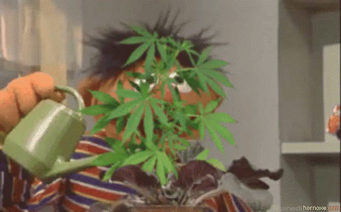 Grow Your Own Cannabis Plant