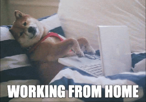 Working From Home GIFs | Tenor