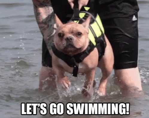 Let's Go Swimming! GIF - Dog Swim Swimming - Discover & Share GIFs
