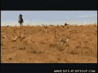 herding cats gif herding cats silly discover share gifs