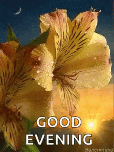 Good Evening Greetings GIF - GoodEvening Greetings Flowers - Discover ...
