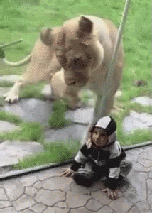 Why Can I Not Taste This Baby Zebra Gif Hambre Tigre Bebe Discover Share Gifs