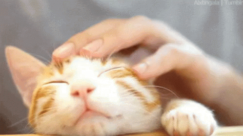 GIF do sono do gato - GIFs do animal de estimação do sono do gato