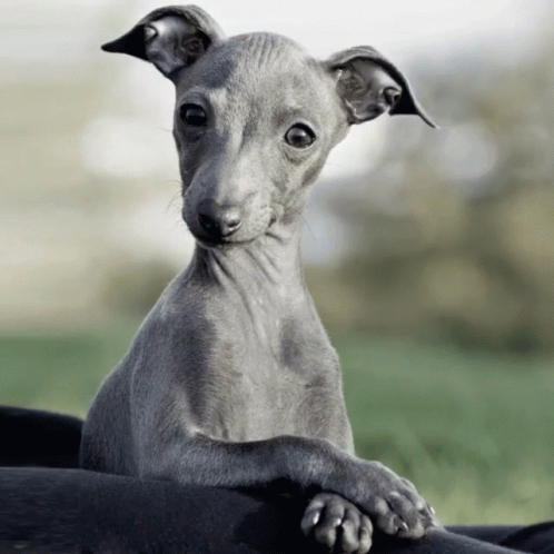 Greyhound GIFs | Tenor