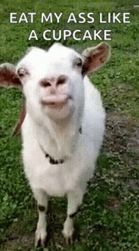 Eat my ass like a cupcake Eat my ass like a cupcake