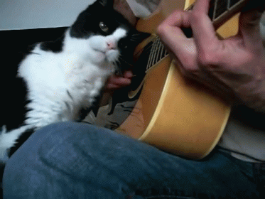 Cat Tuner GIF - Cat Guitar Pet GIFs