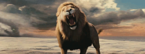 videogif of lion roaring