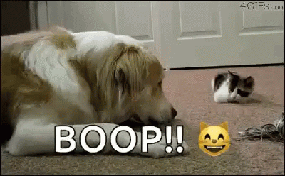 dog boop cat gif